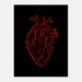 Anatomical Heart – Red Line Art Canvas