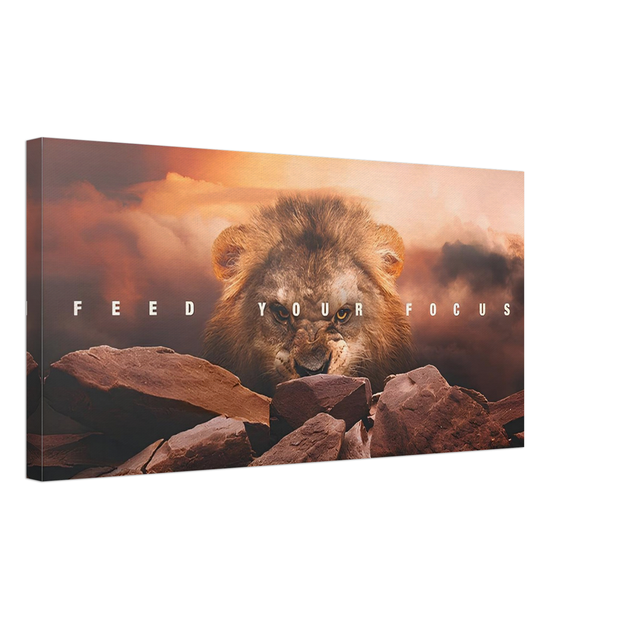 The Lion's Gaze