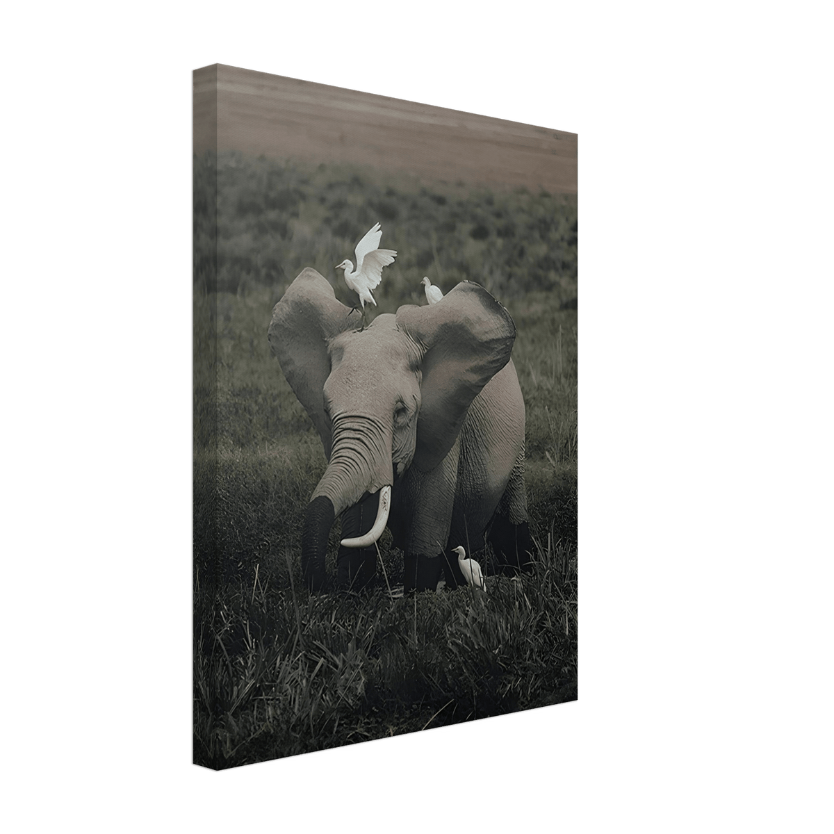 The Gentle Titan - Phantom 4