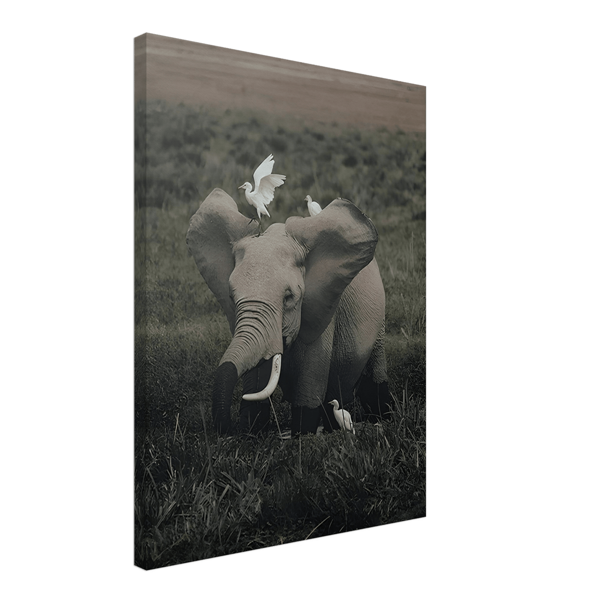 The Gentle Titan - Phantom 4