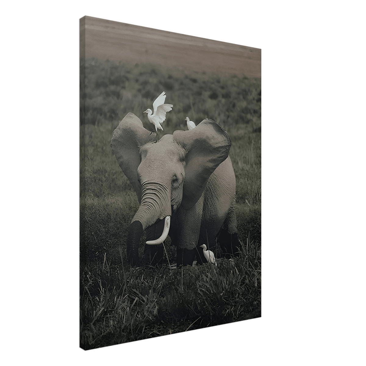 The Gentle Titan - Phantom 4